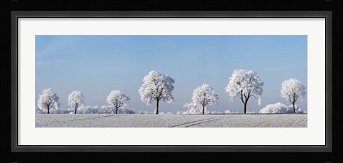Framed Alley Tree With Frost, Bavaria, Germany Print