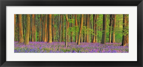 Framed Beech Forest With Bluebells, Hampshire, England Print