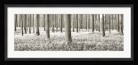 Framed Beech Forest With Bluebells, Belgium Print