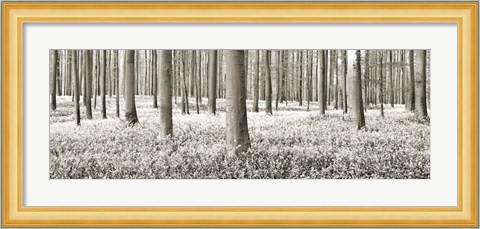 Framed Beech Forest With Bluebells, Belgium Print