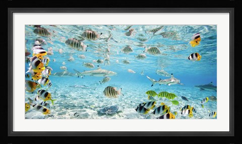 Framed Fish and sharks in Bora Bora lagoon Print