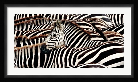 Framed Herd of Zebras Print