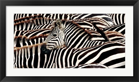 Framed Herd of Zebras Print