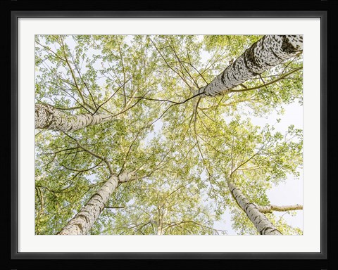 Framed Birch Woods in Spring Print
