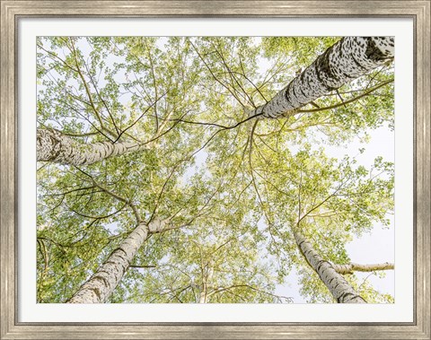 Framed Birch Woods in Spring Print