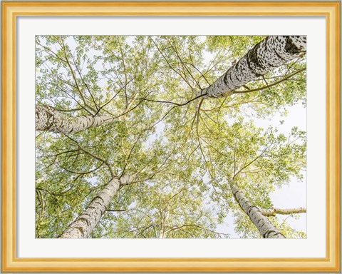 Framed Birch Woods in Spring Print