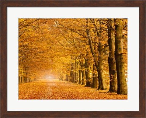 Framed Woods in Autumn Print