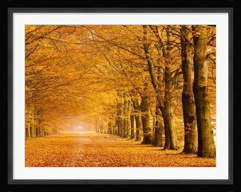 Framed Woods in Autumn Print