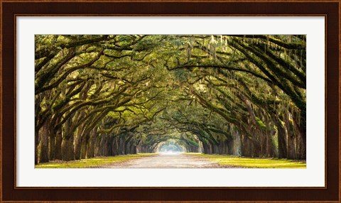 Framed Path Lined with Oak Trees Print