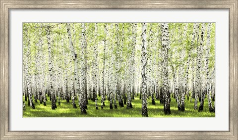 Framed Birch Forest in Spring Print