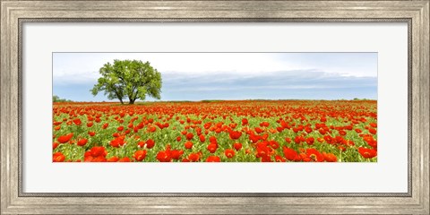 Framed Tree in a Poppy Field 1 Print