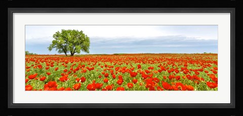 Framed Tree in a Poppy Field 1 Print