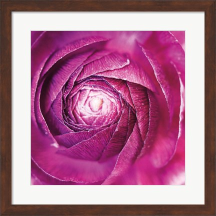 Framed Ranunculus Abstract I Color Print