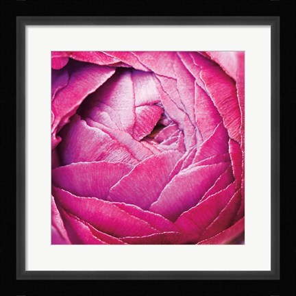 Framed Ranunculus Abstract III Color Print