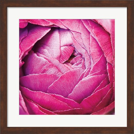 Framed Ranunculus Abstract III Color Print