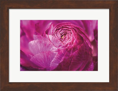 Framed Ranunculus Abstract V Color Print