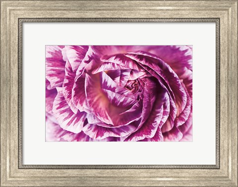 Framed Ranunculus Abstract VI Color Print