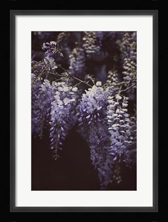 Framed Wisteria Cascade II Print