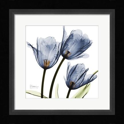 Framed New Blue Tulips C54 Print