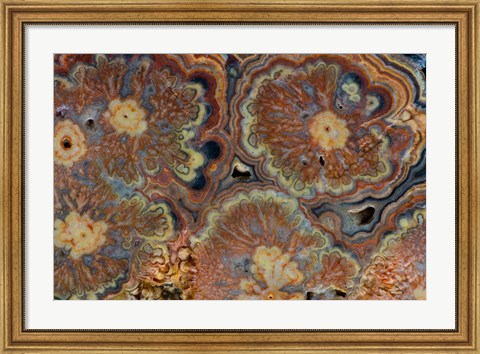 Framed Flowering Tube Onyx, Mexico 1 Print