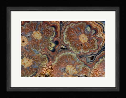 Framed Flowering Tube Onyx, Mexico 1 Print