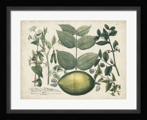 Framed Exotic Weinmann Botanical II Print