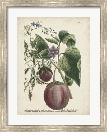 Framed Exotic Weinmann Botanical IV Print