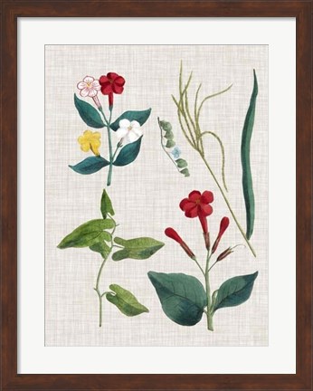 Framed Floral Assemblage III Print