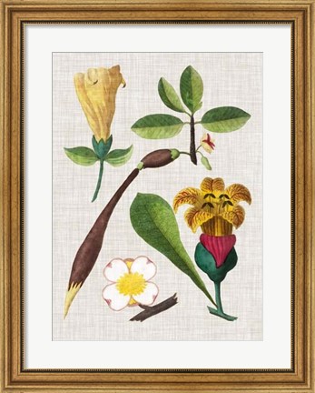 Framed Floral Assemblage V Print