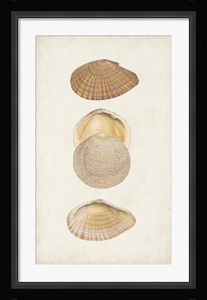 Framed Antiquarian Shell Study I Print