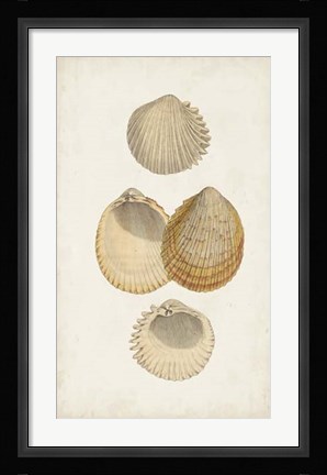 Framed Antiquarian Shell Study II Print