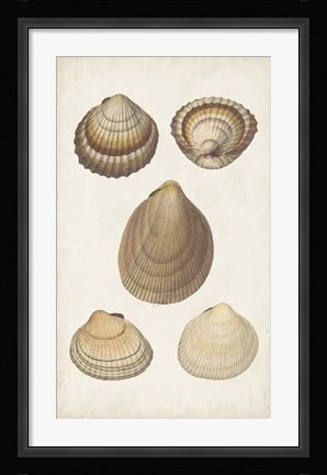 Framed Antiquarian Shell Study III Print