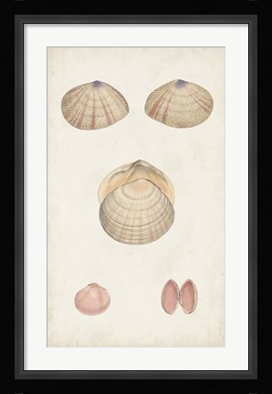 Framed Antiquarian Shell Study V Print