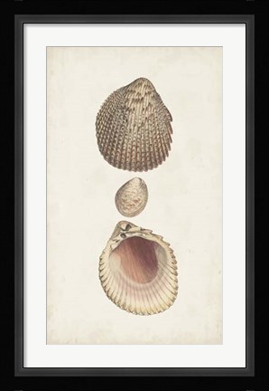 Framed Antiquarian Shell Study VI Print