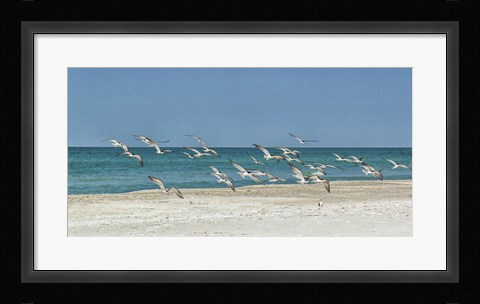 Framed Beach Skimmers Print