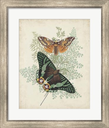Framed Butterflies &amp; Ferns I Print