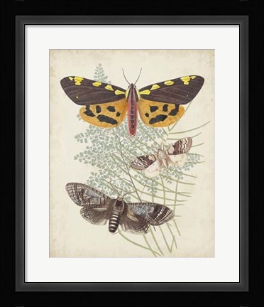 Framed Butterflies &amp; Ferns VI Print
