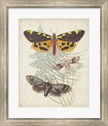 Framed Butterflies &amp; Ferns VI Print