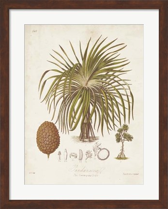 Framed Antique Tropical Palm II Print