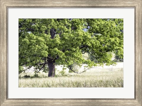 Framed Tree in Summer Print