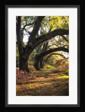 Framed Under the Live Oaks II Print