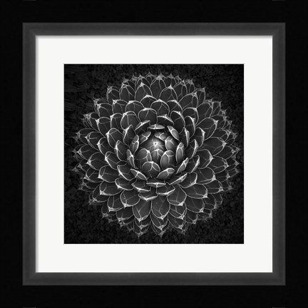 Framed Agave Victoria Print