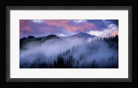 Framed Evergreens Fog Print