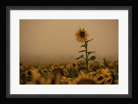 Framed Sunflowers Fog Print