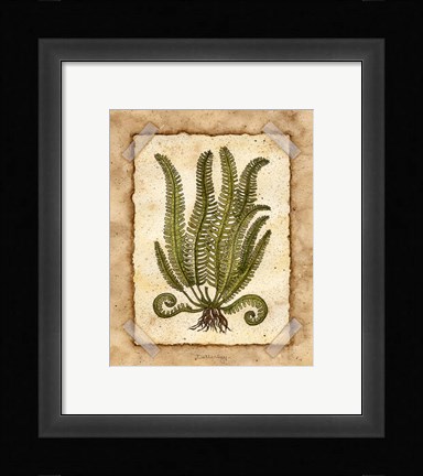 Framed Fern 1 Print