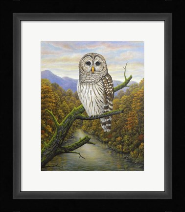 Framed Barred Owl Print