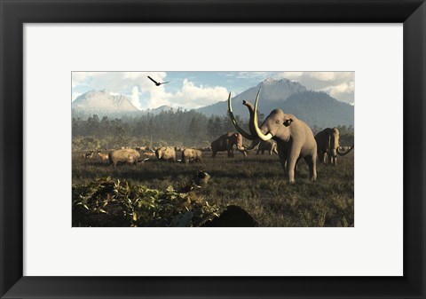 Framed Columbian Mammoths And Bison Roam The Ancient Plains Of North America Print