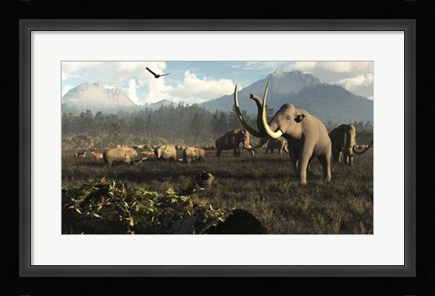 Framed Columbian Mammoths And Bison Roam The Ancient Plains Of North America Print