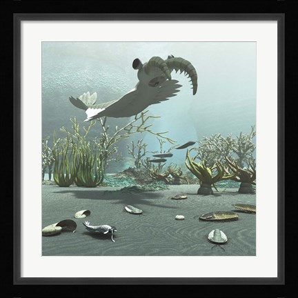 Framed Animals And Floral Life From The Burgess Shale Formation Of The Cambrian Period Print