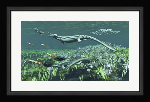 Framed Cymbospondylus, A Very Large And Early Triassic Ichthyosaur Print